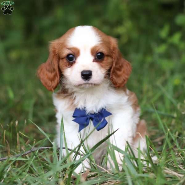 Simba, Cavalier King Charles Spaniel Puppy